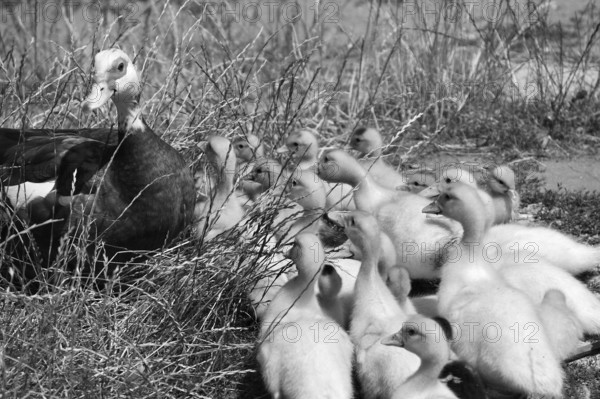 Muscovy duck (Cairina moschata) with its young in the grass on a farm, black and white, Eckental, Middle Franconia, Bavaria, Germany