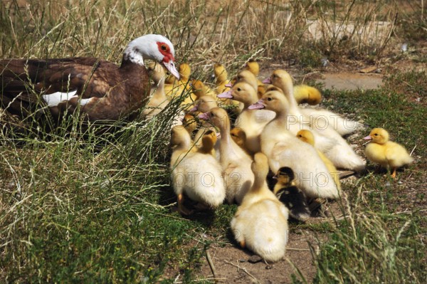 Muscovy duck (Cairina moschata) with its young in the grass on a farm, Eckental, Middle Franconia, Bavaria, Germany