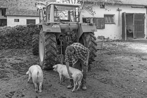 Farmer with two domestic pigs (Sus scrofa domesticus) on the farm, black and white, Tauchersreuth, Central Franconia, Bavaria, Germany