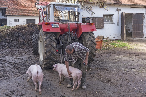 Farmer with two domestic pigs (Sus scrofa domesticus) on the farm, Tauchersreuth, Central Franconia, Bavaria, Germany