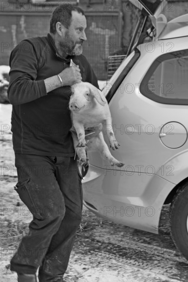 Farmer has a piglet (Sus scrofa domesticus) on his arm, black and white, Tauchersreuth, Middle Franconia, Bavaria, Germany