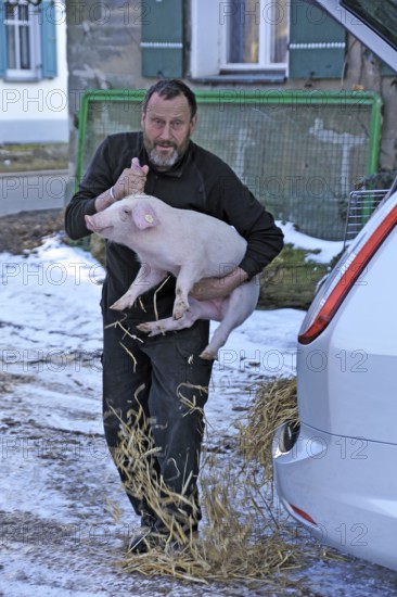 Farmer holding a piglet (Sus scrofa domesticus) in his arms, Tauchersreuth, Middle Franconia, Bavaria, Germany