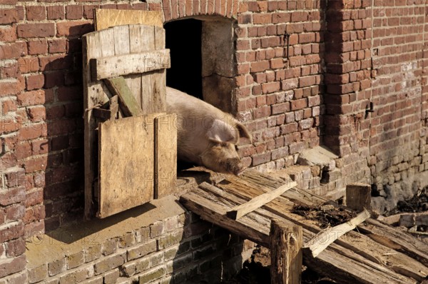 Mother sow (Sus scrofa domesticus) looking out of the barn, Othenstorf, Mecklenburg-Western Pomerania, Germany