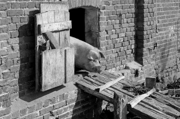 Mother sow (Sus scrofa domesticus) looking out of the barn, black and white, Othenstorf, Mecklenburg-Vorpommern, Germany