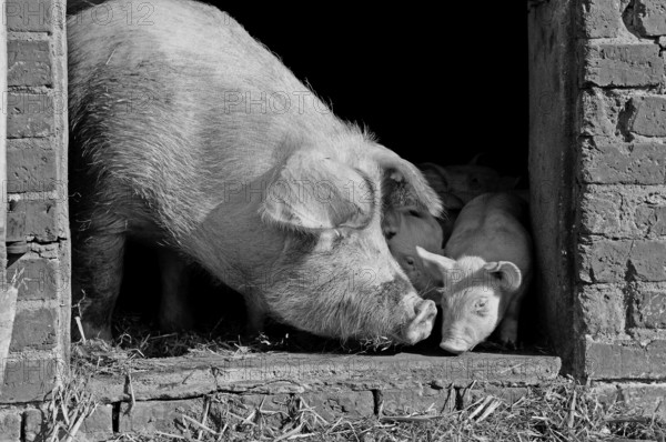 Mother sow and young piglets looking out of the barn, black and white, Othenstorf, Mecklenburg-Western Pomerania, Germany