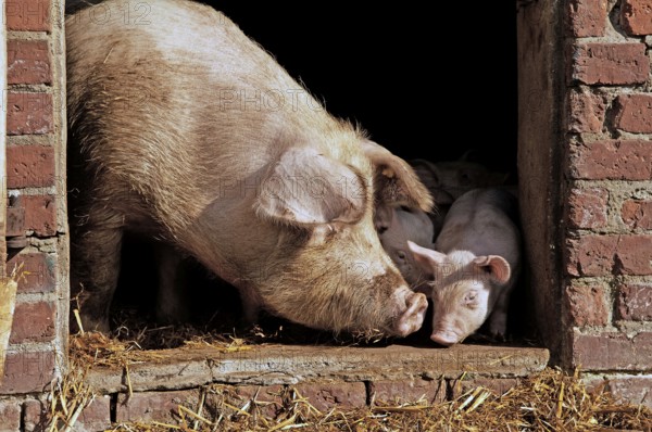 Mother sow and young piglets look out of the stable, Othenstorf, Mecklenburg-Western Pomerania, Germany