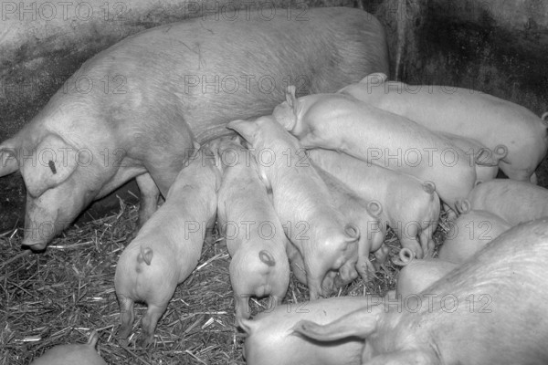Piglets (Sus scrofa domesticus) suckling with the mother sow, black and white, Franconia, Bavaria, Germany