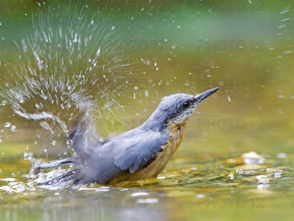 Nuthatch (Sitta europaea) bathing in the river and creating splashing water, vivid scene in natural colours, Solms, Hesse, Germany