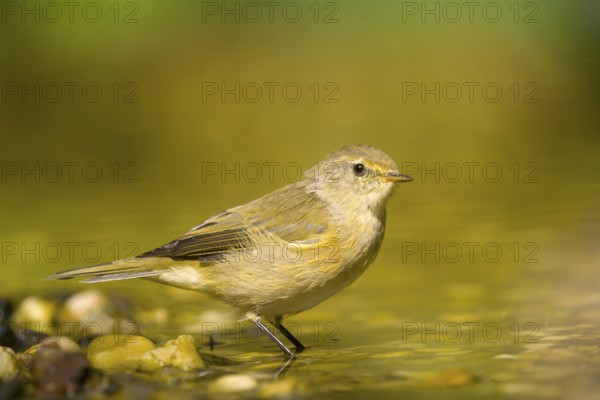 Chiffchaff (Phylloscopus collybita) standing in water in a natural environment with pebbles, Solms, Hesse, Germany