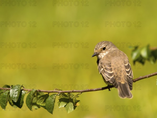 Grey flycatcher (Muscicapa striata) sitting on a branch with green leaves in natural surroundings, Solms, Hesse, Germany