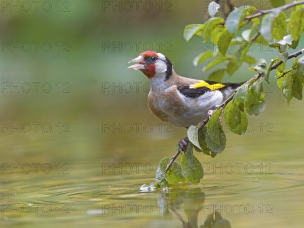 A goldfinch (Carduelis carduelis) on a branch above the water, vivid colours in focus, Solms, Hesse, Germany