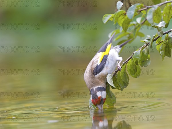 A goldfinch (Carduelis carduelis) stretching towards the water from a branch, vividly coloured, Solms, Hesse, Germany
