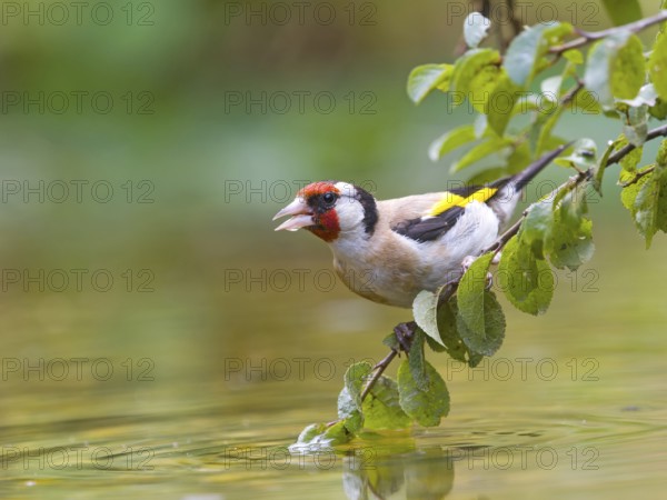 A goldfinch (Carduelis carduelis) sitting on a branch above the water, colourful feathers highlighted, Solms, Hesse, Germany