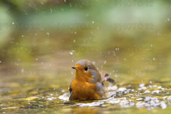 A robin (Erithacus rubecula) splashing lively in the water, splashes in the air, Solms, Hesse, Germany