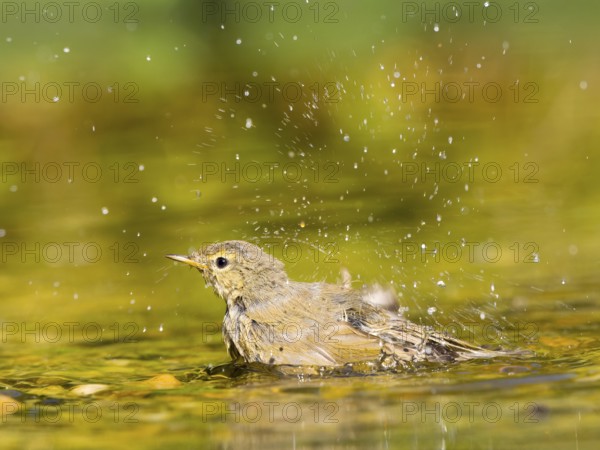 Young chiffchaff (Phylloscopus collybita) bathing and splashing water, golden light reflections create a bright and lively scene, Solms, Hesse, Germany