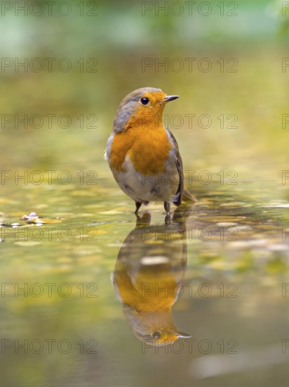 A robin (Erithacus rubecula) is reflected in the water, surrounded by natural greenery, Solms, Hesse, Germany