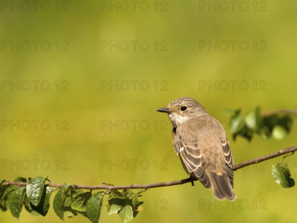 Grey flycatcher (Muscicapa striata) sitting on a branch, green background scenery, Solms, Hesse, Germany