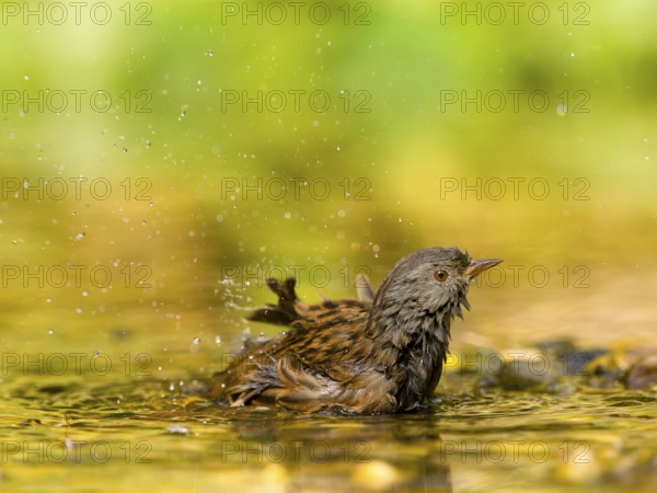 Dunnock (Prunella modularis) taking a bath, water splashing around in natural environment, Solms, Hesse, Germany