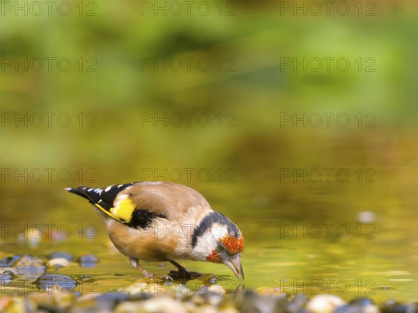 Goldfinch (Carduelis carduelis) bends over and searches for food in the water, surrounded by colours, Solms, Hesse, Germany