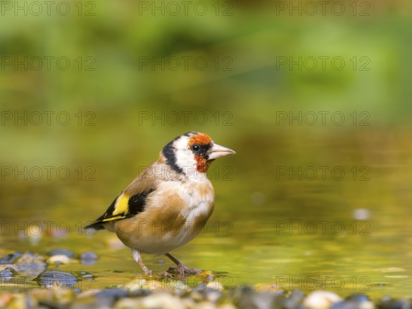 Goldfinch (Carduelis carduelis) sighted in shallow water, vivid red and yellow colours, Solms, Hesse, Germany