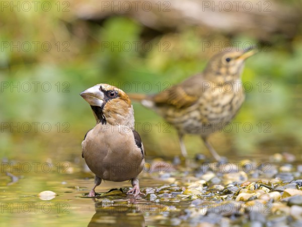 A hawfinch (Coccothraustes coccothraustes) and a song thrush (Turdus philomelos) standing together by the water in a natural setting, Solms, Hesse, Germany