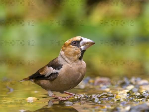 A hawfinch (Coccothraustes coccothraustes) standing on pebbles by the water, surrounded by natural greenery, Solms, Hesse, Germany