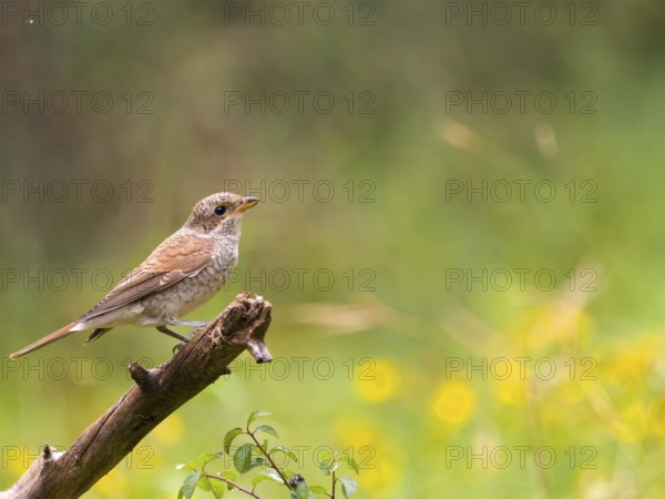 A Red-backed Shrike (Lanius collurio), young bird sitting on a branch in a green environment with yellow flowers and blurred background, Solms, Hesse, Germany