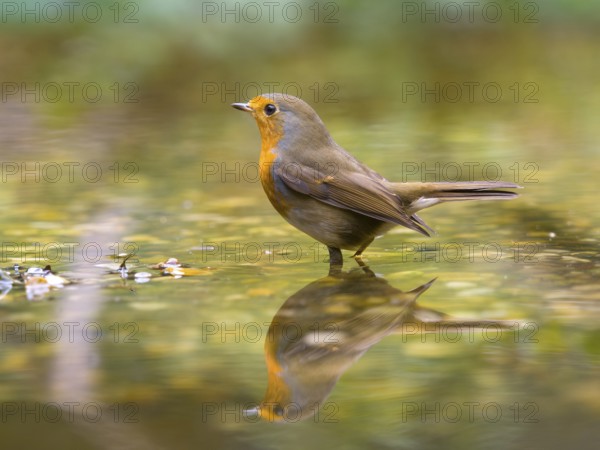 Robin (Erithacus rubecula) with bright orange breast feathers standing in the water, harmonious and calm scenery, Solms, Hesse, Germany