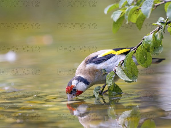 Goldfinch (Carduelis carduelis) carefully drinking from the pond, leaning on a leaf branch, Solms, Hesse, Germany