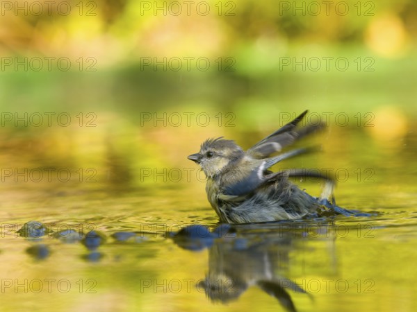 Young blue tit (Cyanistes caeruleus), in the middle of the water with a reflected environment in warm yellow and green tones, calm atmosphere, Solms, Hesse, Germany