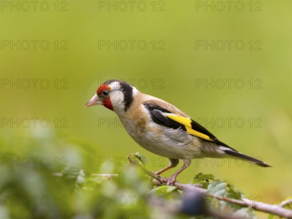 Goldfinch (Carduelis carduelis) with yellow and red feathers sitting on a branch, surrounded by green background, Solms, Hesse, Germany