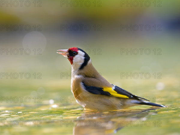 A goldfinch (Carduelis carduelis) bathing in the water, surrounded by natural colours and light reflections, Solms, Hesse, Germany