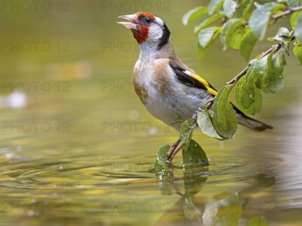 Goldfinch (Carduelis carduelis) sitting on a branch in shallow water, surrounded by green leaves and a lively atmosphere, Solms, Hesse, Germany
