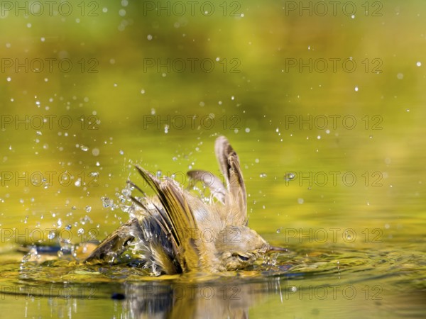 Chiffchaff (Phylloscopus collybita) bathing extensively in water, creating lively splashes in playful and natural surroundings, Solms, Hesse, Germany