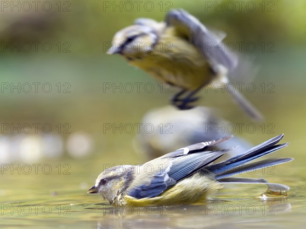 Two blue tits (Cyanistes caeruleus), bathing in the water, one of them takes off. The atmosphere is relaxed and natural, Solms, Hesse, Germany