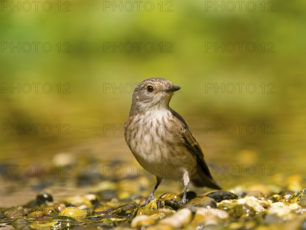 Grey flycatcher (Muscicapa striata) standing attentively between pebbles in green surroundings, Solms, Hesse, Germany