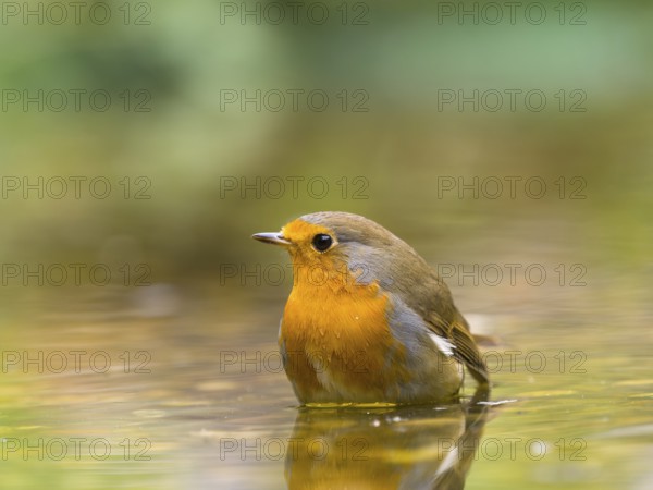 A robin (Erithacus rubecula) stands in the water in a quiet, natural environment, Solms, Hesse, Germany