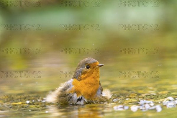 A robin (Erithacus rubecula) flaps its wings in water in a natural environment, Solms, Hesse, Germany