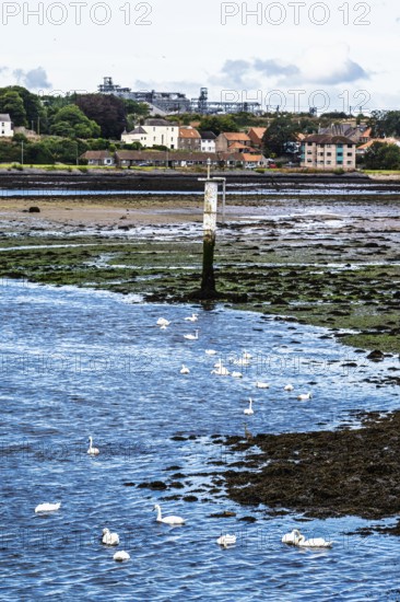 Swans over Berwick Pier and Lighthouse, Berwick-upon-Tweed, England, UK