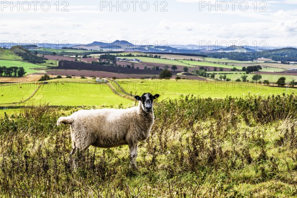 Sheeps, Scotish fields and farms, Southeast Scotland, UK