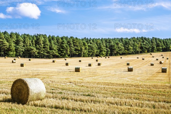 Straw bales in the Scottish fields, Southeast Scotland, UK