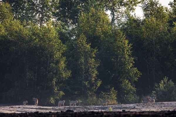 A pack of wolves (Canis lupus), consisting of three adults with seven pups, on the way to the rendezvous site, rearing pups, Germany