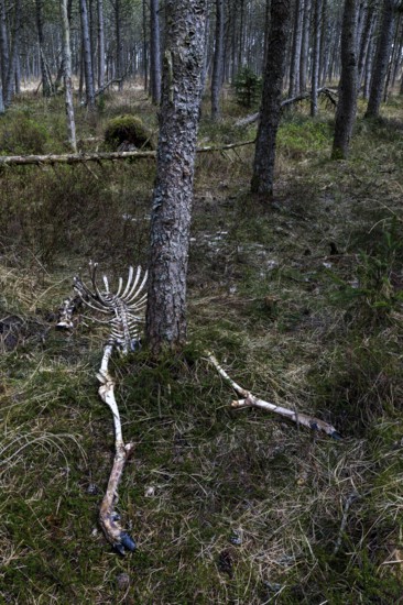 The remains of red deer (Cervus elaphus) taken by wolves (Canis lupus), prey, hunting success, Denmark