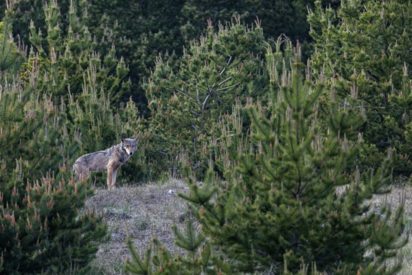 The wolf (Canis lupus) gives me so much time that I can realise different compositions, tension, Denmark