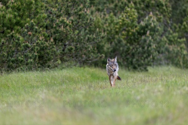 When this female wolf (Canis lupus) comes straight towards me, the joy is indescribable, because I can be sure from the clearly visible teats that the pair of wolves have pups for the first time, rearing their young, Denmark