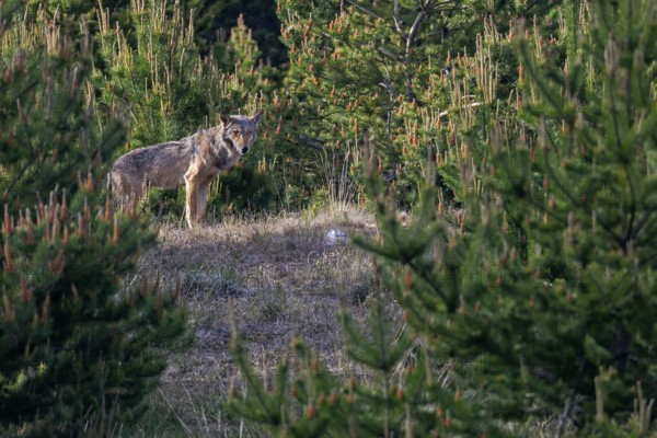 After this photo, the male wolf (Canis lupus) jumps into the forest behind him, leaving behind an indescribably happy and excited photographer, excitement, Denmark