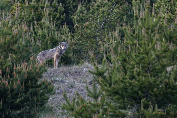 Still agitated, I take a close look at the surroundings to set up a hide, discovering a hill on which a wolf (Canis lupus) is actually standing a few minutes later and watching me, excitement, Denmark