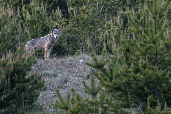 This encounter with a wolf (Canis lupus) is one of my most exciting nature experiences, especially as the male appeared in the exact place I had discovered shortly in front of, excitement, Denmark