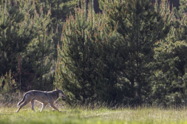 When I see the male wolf (Canis lupus) for the first time, he is only 20 metres away from 2 fallow deer at the edge of the forest, unfortunately I was immediately spotted by him, otherwise he would probably have attacked the deer, tension, Denmark