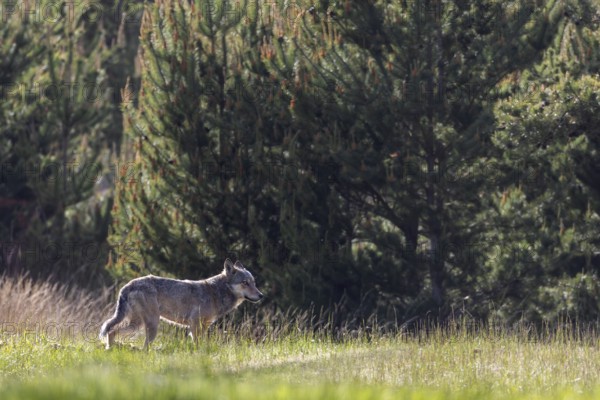 When this photo of the wolf (Canis lupus) was taken, the male was only 15 metres away from 2 fallow deer that were still grazing, luckily for them he fled from me at this point, his gaze fixed on the deer, excitement, Denmark